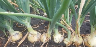 Odmiany cebuli na tle trudnego sezonu