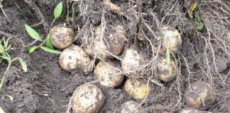 Brak badań fitosanitarnych importowanych ziemniaków