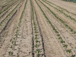 Jest zgoda na dopłaty do nawozów. Kiedy składać wnioski?