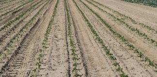 Jest zgoda na dopłaty do nawozów. Kiedy składać wnioski?