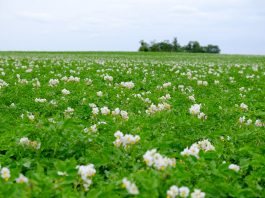 Wiek fizjologiczny sadzeniaków ziemniaków wpływa na plon