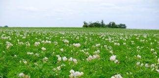 Wiek fizjologiczny sadzeniaków ziemniaków wpływa na plon