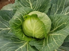 Wczesne odmiany kapusty, które udały się w tym roku