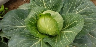 Wczesne odmiany kapusty, które udały się w tym roku