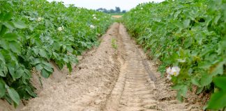 High-tech w nowoczesnej uprawie ziemniaka