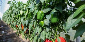 Odmiany papryki, które warto uprawiać w tunelach