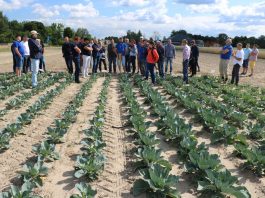 12 gatunków warzyw i kombinacje nawożeniowe. Szkolenie 17.09.2019- Demo Farma