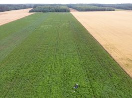 Nawozy azotowe mogą być zastosowane do końca listopada