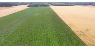 Nawozy azotowe mogą być zastosowane do końca listopada