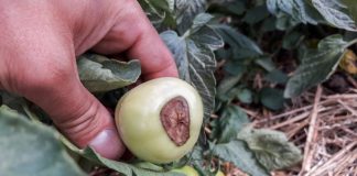 Sucha zgnilizna wierzchołkowa pomidora – jak jej zapobiec? Sucha zgnilizna wierzchołkowa pomidora – jak jej zapobiec?