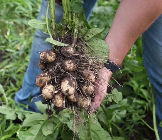 Ziemniaki skrobiowe – opłaca się stawiać na jakość