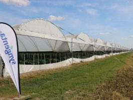 Uprawa papryki w tunelach foliowych