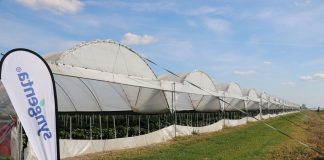 Uprawa papryki w tunelach foliowych