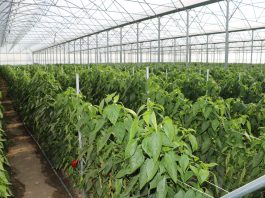 Tunelowa uprawa papryki (cz. II) – rozwiązania uprawowe