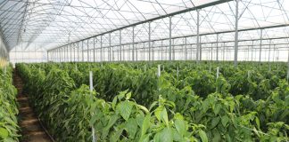 Tunelowa uprawa papryki (cz. II) – rozwiązania uprawowe