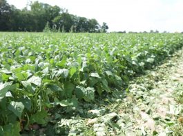 Ruszyły zbiory fasoli szparagowej. Plony będą niskie.