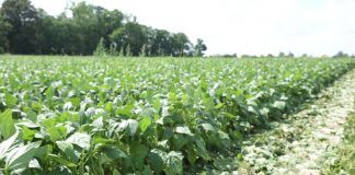 Ruszyły zbiory fasoli szparagowej. Plony będą niskie.