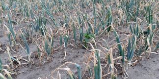 Kontynuacja pomocy suszowej