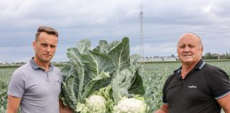 Niezawodny kalafior do zbioru latem. FILM