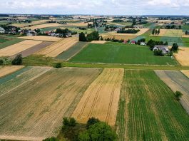 Charsznickie Dni Kapusty 2019 i przewodnik po odmianach kapusty