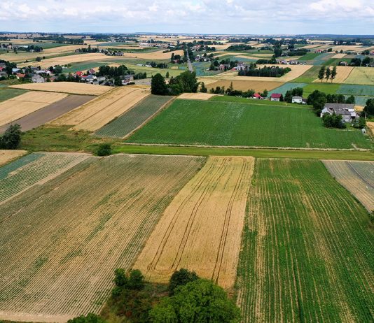 Charsznickie Dni Kapusty 2019 i przewodnik po odmianach kapusty