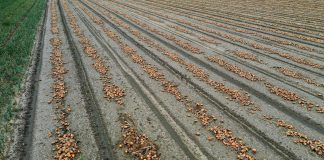 Zbiory warzyw niższe niż przed rokiem