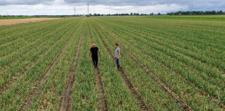 Niezawodne odmiany cebuli w sezonie 2019