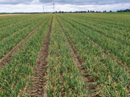 Zdrowa Cebula aż do zbiorów. FILM