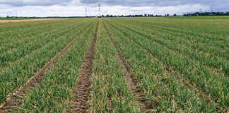 Zdrowa Cebula aż do zbiorów. FILM