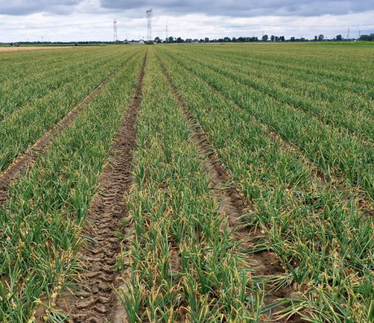 Zdrowa Cebula aż do zbiorów. FILM