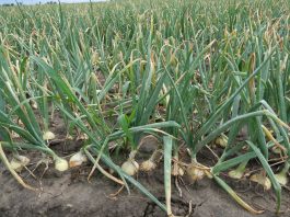 To jest niezwykle trudny rok dla producentów cebuli. FILM