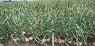 To jest niezwykle trudny rok dla producentów cebuli. FILM