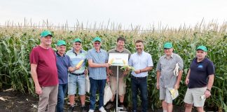 Kukurydze słodkie i supersłodkie na węgierskich polach cz. I