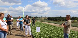 Nawożenie sałaty – ważne informacje