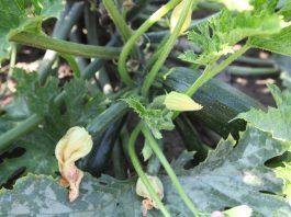 Cukiniowy środek sezonu sezon na cukinie
