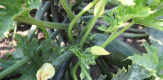 Cukiniowy środek sezonu sezon na cukinie