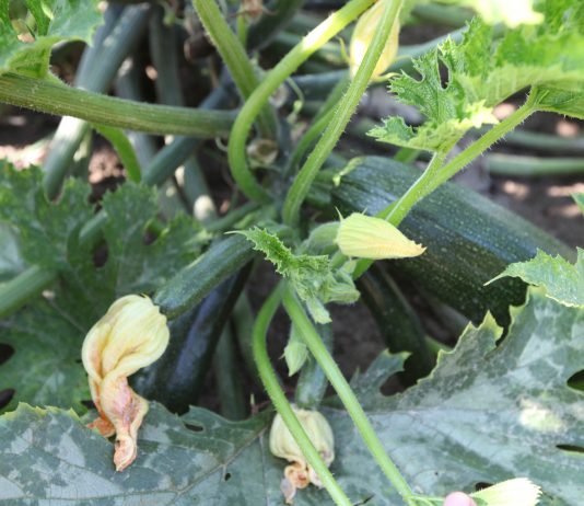 Cukiniowy środek sezonu sezon na cukinie