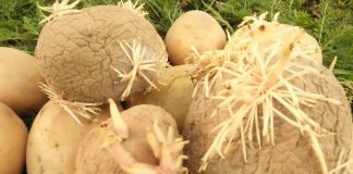 Białko w kodzie genetycznym ziemniaków odpowiadające za tuberyzację poznane