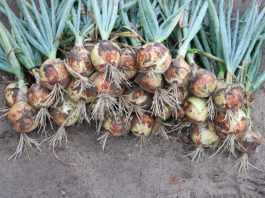 Sprawdzamy nowe cebule z firmy Seminis