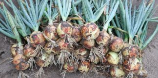 Sprawdzamy nowe cebule z firmy Seminis