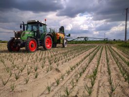 Kompleksowo o ochronie warzyw, cz.2 Ochrona cebuli (zdj Bartek Rydz)