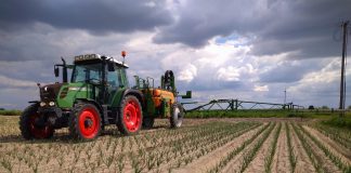 Cebula – w kierunku w wysokich plonów Ochrona cebuli (zdj Bartek Rydz)