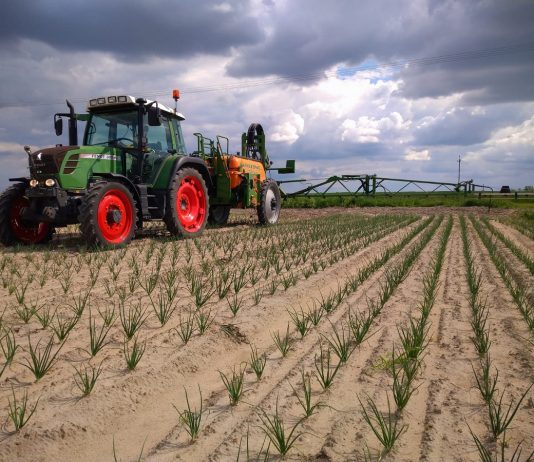 Cebula – w kierunku w wysokich plonów Ochrona cebuli (zdj Bartek Rydz)
