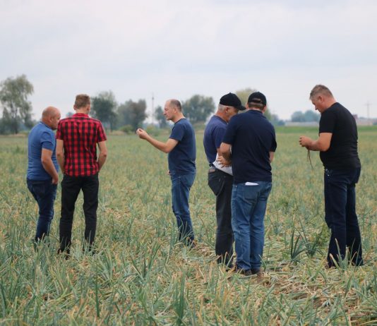 Udana cebula w trudnym sezonie