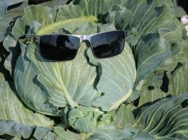 Kapusta do kwaszenia – sprawdzone odmiany