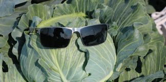 Kapusta do kwaszenia – sprawdzone odmiany