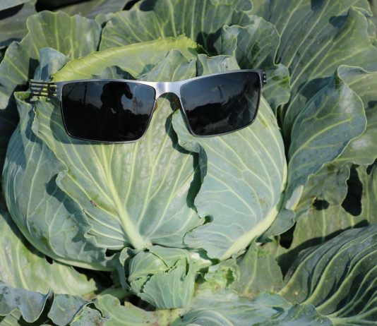 Kapusta do kwaszenia – sprawdzone odmiany