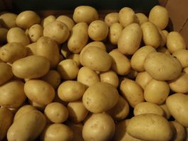 Dwucyfrowy wzrost sprzedaży ziemniaków w USA