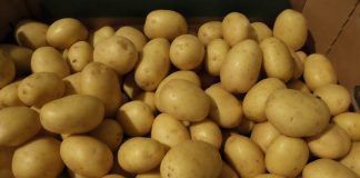 Ziemniaki – takiego sezonu dawno nie było