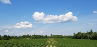 O ziemniakach profesjonalnie